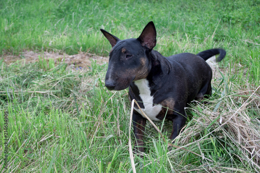 Cute english bull terrier is playing in a green grass. Pet animals.