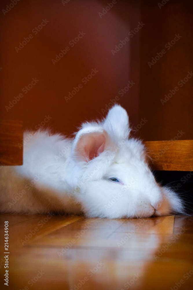 Obraz premium Close up of Cute Little White Bunny sleeps and rests