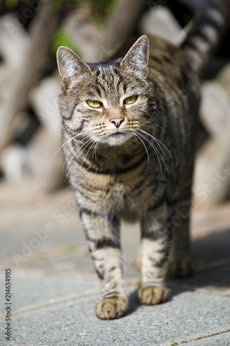 Getigerte Katze am Gehsteig