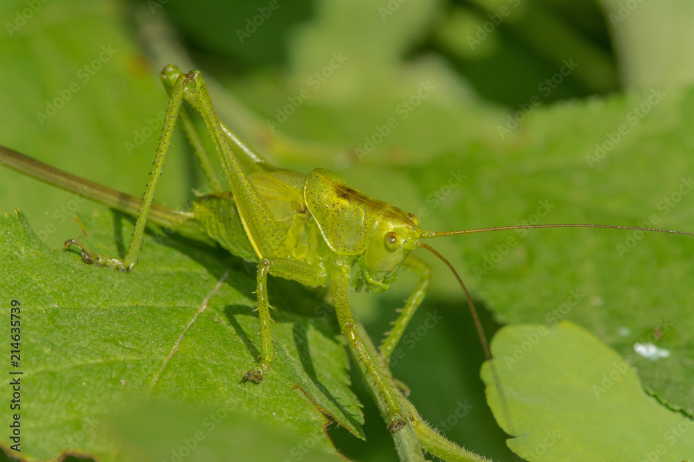Grasshopper sits on the grass close-up. Macro photo of a grasshopper sitting on a sheet. Locust sitting in the grass. Grasshopper sits on the grass close-up. Macro photo of a grasshopper sitting on a sheet. Locust sitting in the grass.
