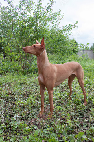 Cute pharaoh hound is standing on a green meadow.