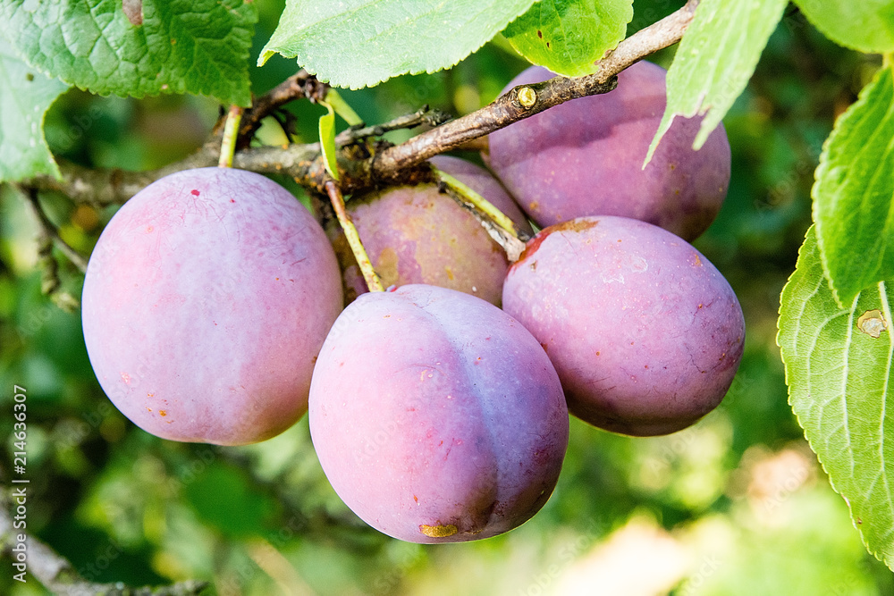 Plum on the tree in the orchard