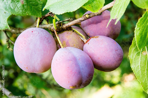 Plum on the tree in the orchard