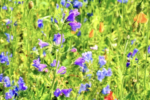 Blumenwiese - Sommerblumen - Grußkarte