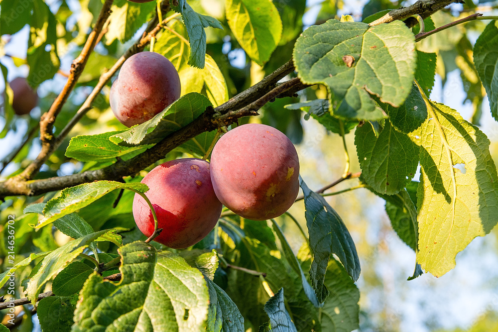 Plum on the tree in the orchard
