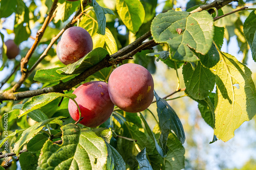 Obraz na płótnie Plum on the tree in the orchard w salonie
