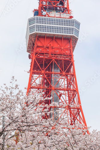 Full bloom of sakura flower cherry blossom in Zojoji temple, Japan