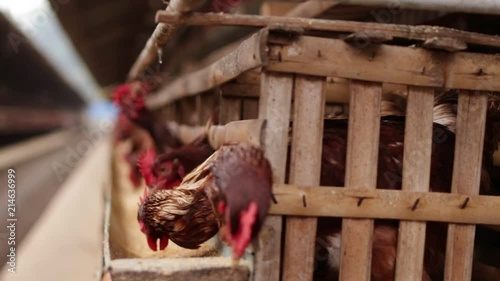 Chickens in the cage on chicken farm. Chicken eggs farm. photo