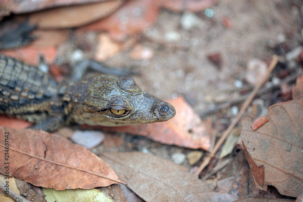 baby crocodile head portrait close up, on brown dried leaves baby crocodile head portrait close up, on brown dried leaves