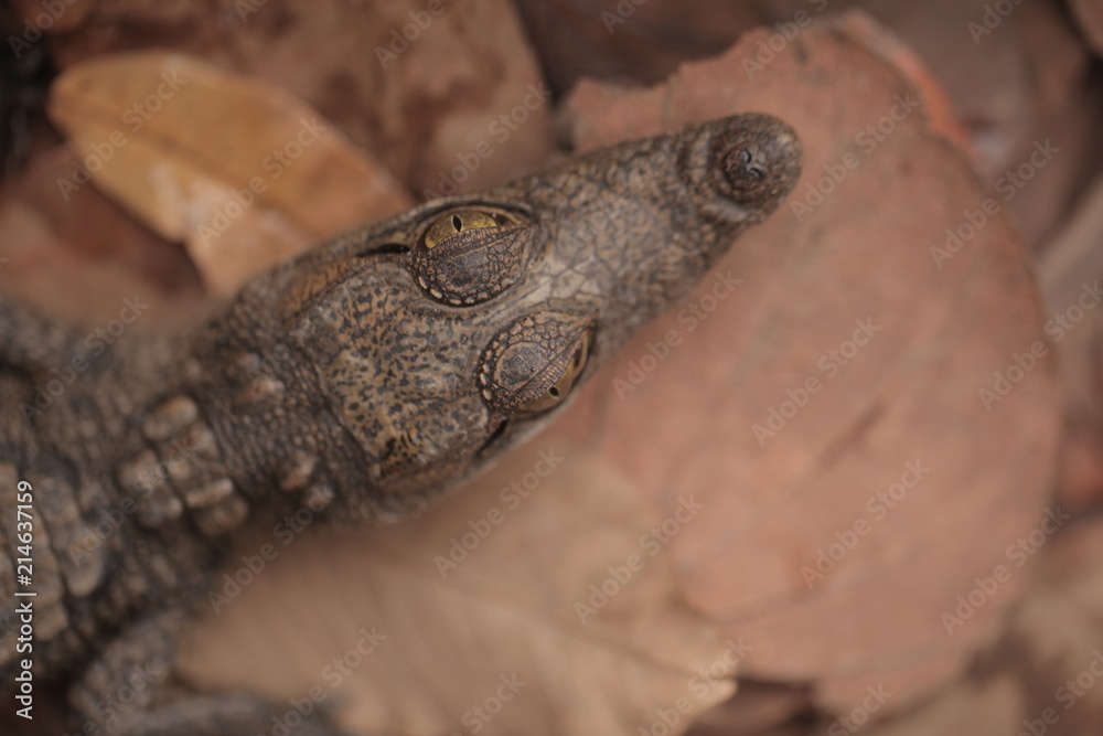 Fototapeta premium baby crocodile head portrait close up, on brown dried leaves