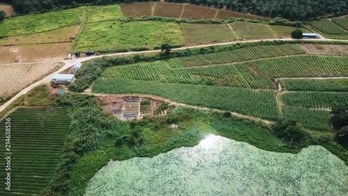 Plantation Field WIth Various Crops And A Lake - Drone Shot - Left To Right  photo