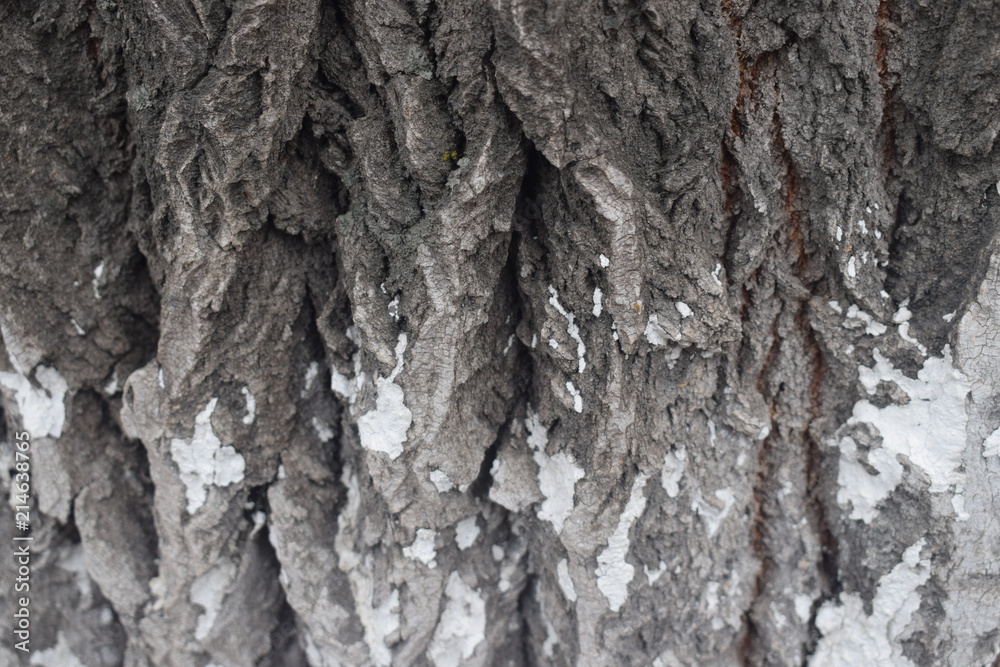 Obraz premium кора