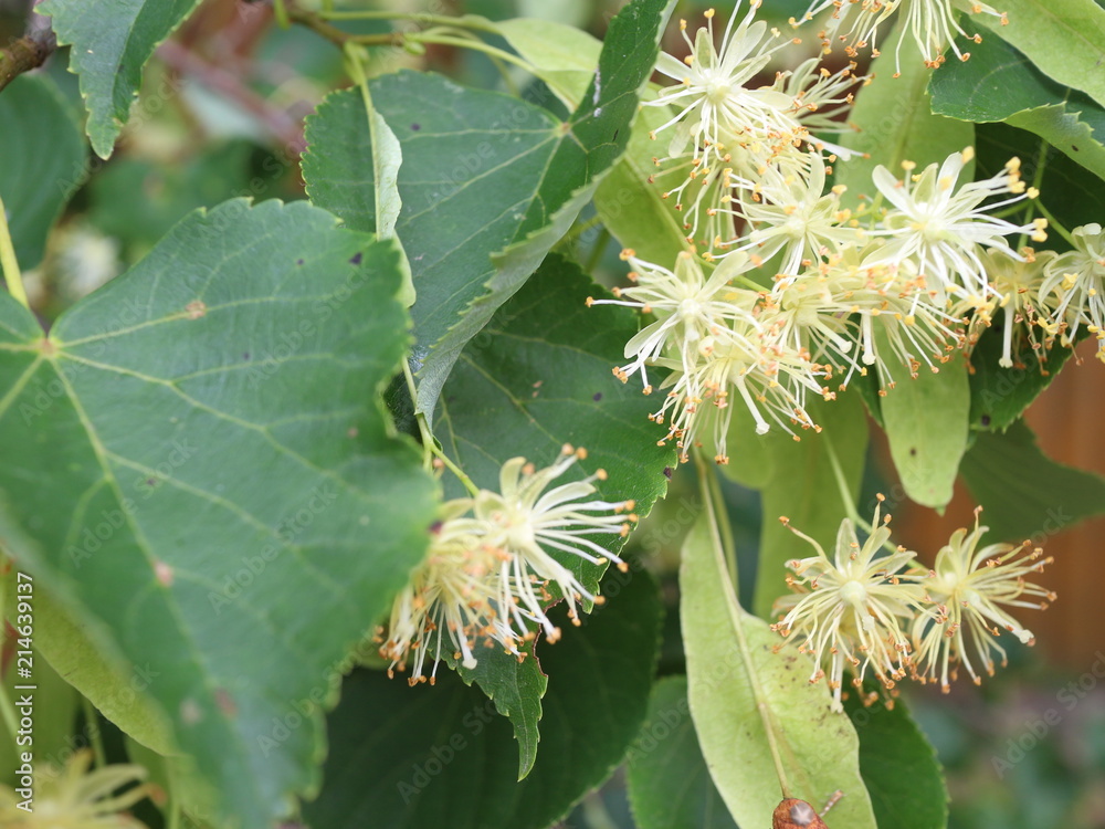 flowering linden tree