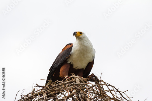 Eagle the fisherman on the nest. It feeds on prey. Lake Baringo, Kenya