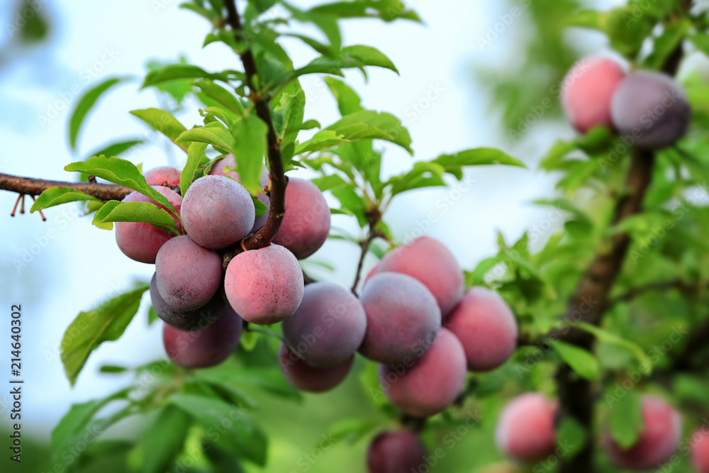 Obraz premium Delicious ripe plums on tree branch in garden