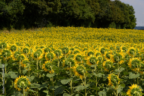  Tournesols 