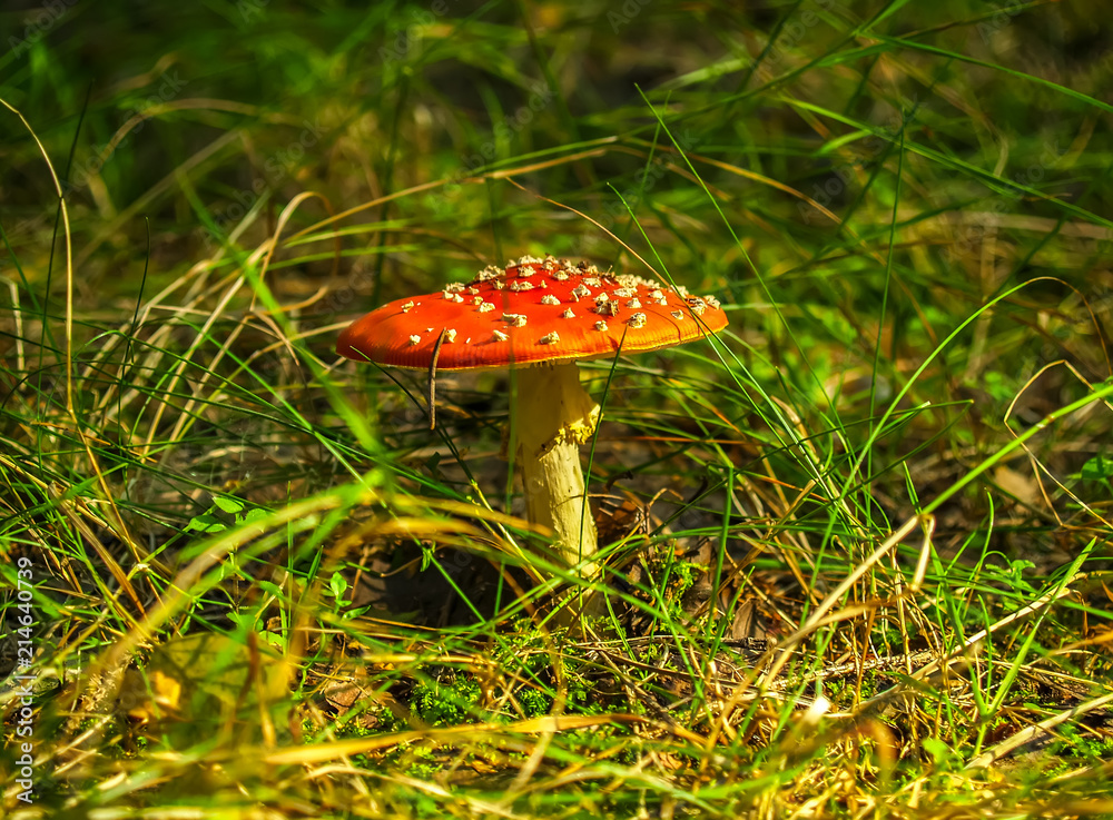Forest mushrooms in the grass. Gathering mushrooms. Mushroom photo, forest photo, forest mushroom, forest mushroom photo Forest mushrooms in the grass. Gathering mushrooms. Mushroom photo, forest photo, forest mushroom, forest mushroom photo