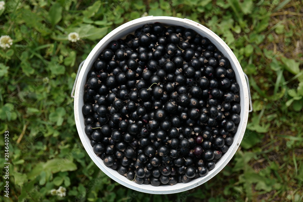 Black currant Black currant