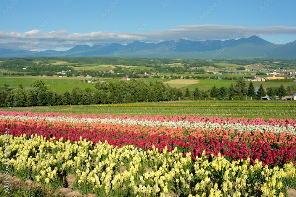 Idyllic countryside landscape with rows of flowers and mountains