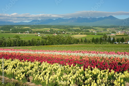 Idyllic countryside landscape with rows of flowers and mountains