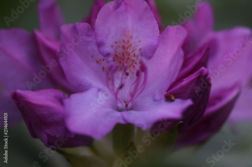 Rhododendron Blossom Macro