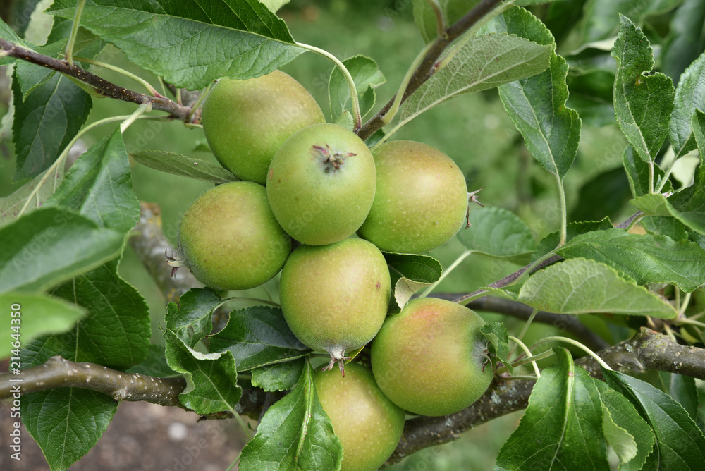 Pommes au verger en été