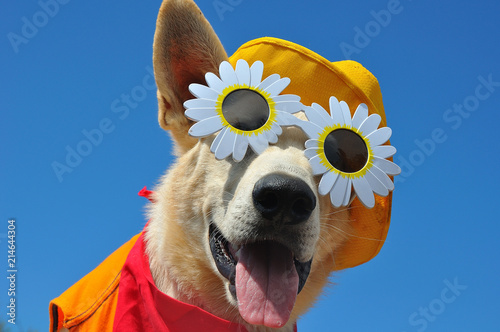 funny dog in summer hat and with sunglasses © Natallia Vintsik