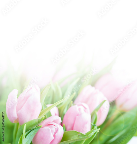 Pink tulip flowers
