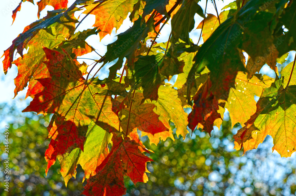 Colorful autumn leaves of a maple (Genus Acer) in sunlight Colorful autumn leaves of a maple (Genus Acer) in sunlight