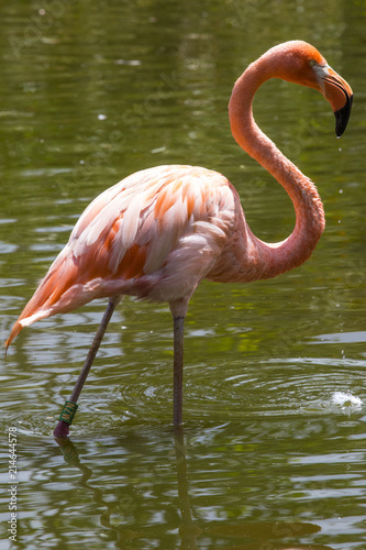 Fototapeta Naklejka Na Ścianę i Meble -  Flamingo