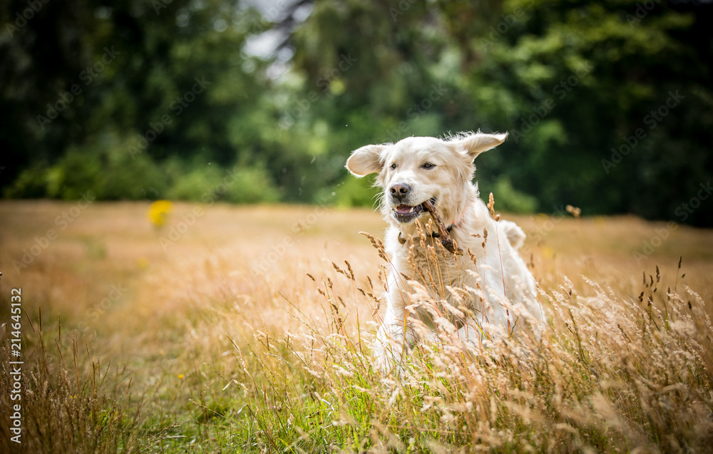 Fototapeta premium The Golden Retriever