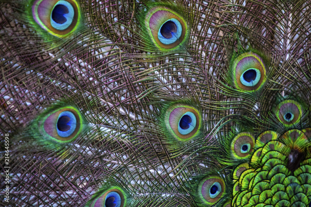 Obraz premium Peacock Feathers