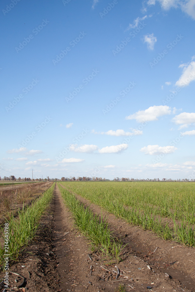 Fototapeta premium Young Crops