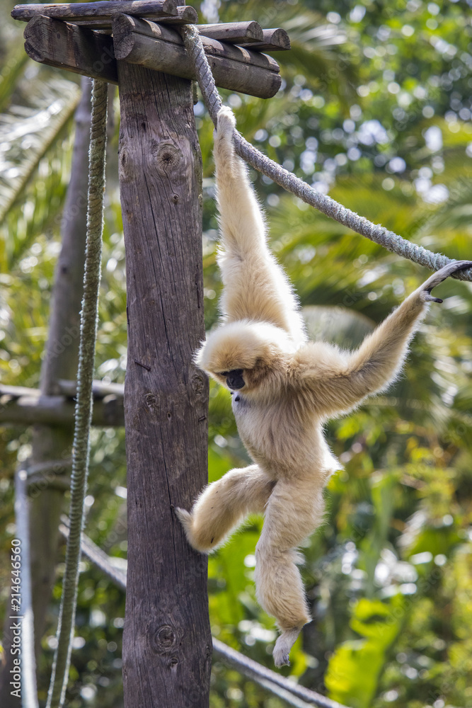 Obraz premium Lar Gibbon