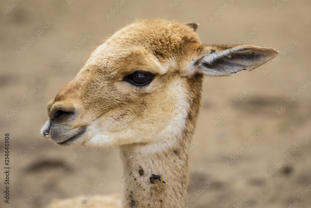 Vicuna Vicuna