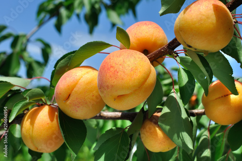 branch of the ripe apricots in the orchard