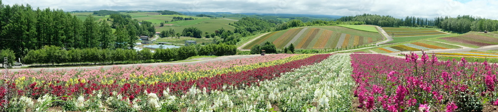 Panoramic landscape of fields of colorful flowers in Biei, Hokkaido, Japan