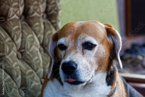 Sad beagle sitting on a armchair