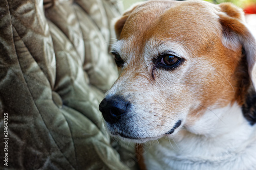 Sad beagle sitting on a armchair