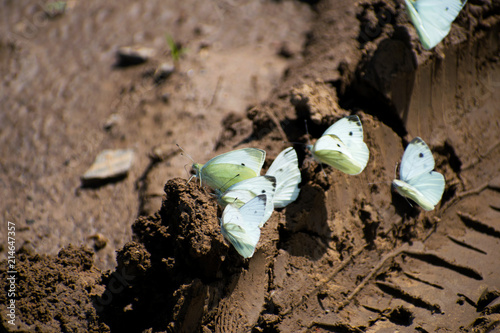 Many Cabbage White butterfly on sand. Pieris canidia. photo