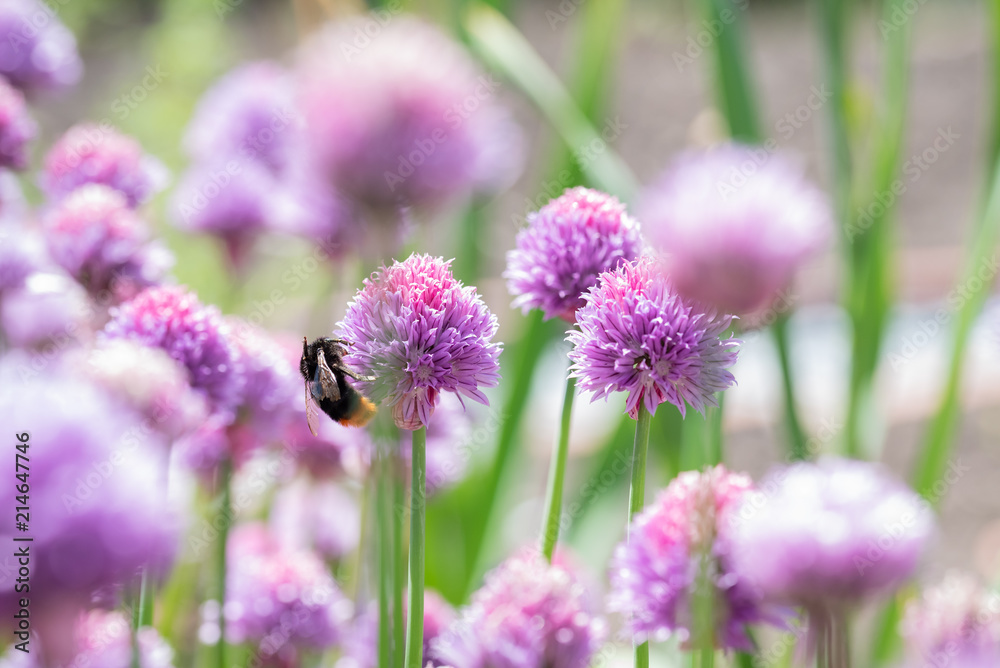 Bumble bee on the flowers
