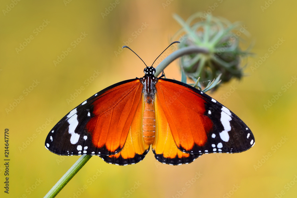 Closeup beautiful butterfly & flower in the garden. Closeup beautiful butterfly & flower in the garden.