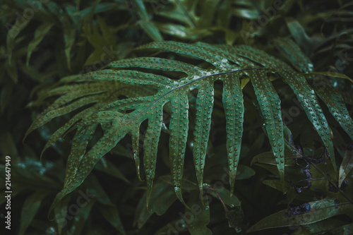 Tableau sur toile Green plant leaf with raised bumpy pores in a humid environment in Bolivia