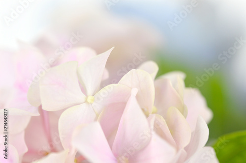 Fototapeta Naklejka Na Ścianę i Meble -  Abstract Flower Background