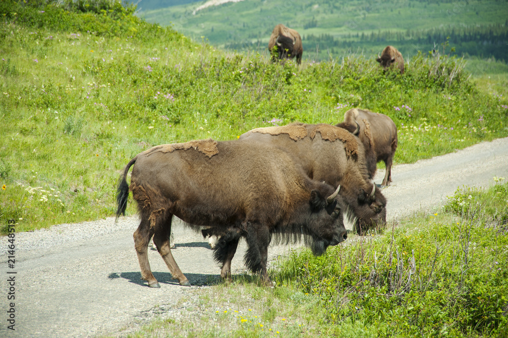 Bison Paddock, Waterton National Park, Alberta