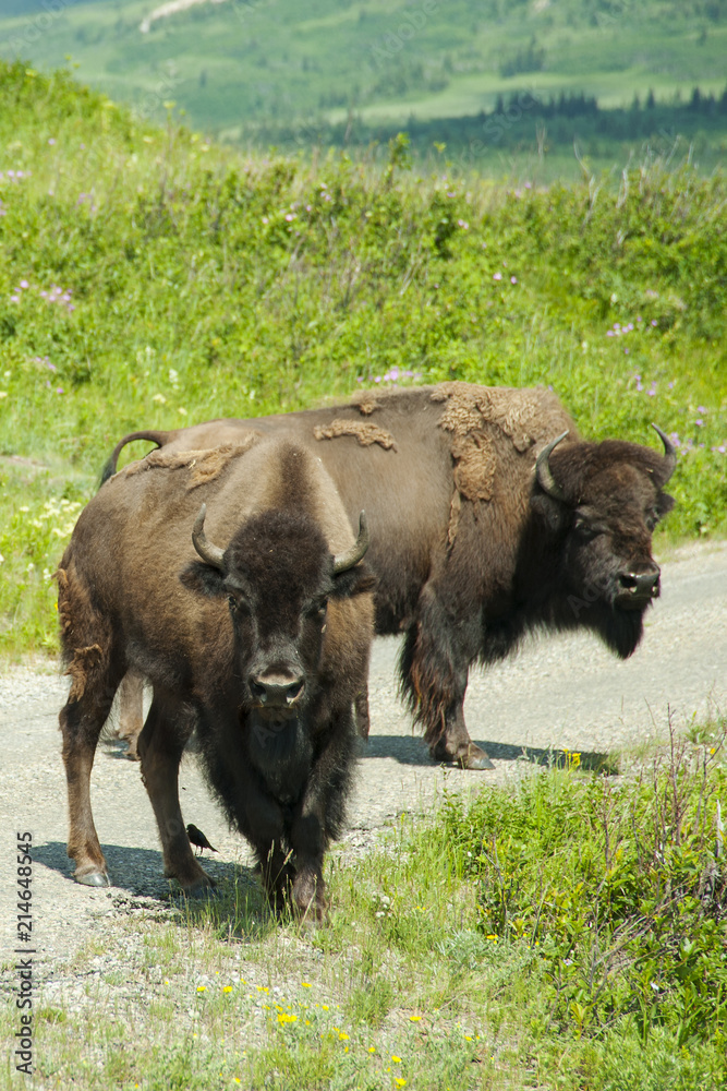 Bison Paddock, Waterton National Park, Alberta