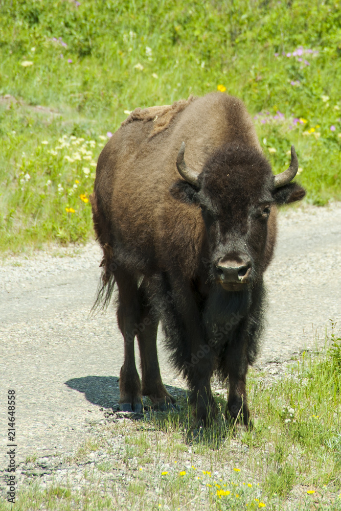 Bison Paddock, Waterton National Park, Alberta Bison Paddock, Waterton National Park, Alberta