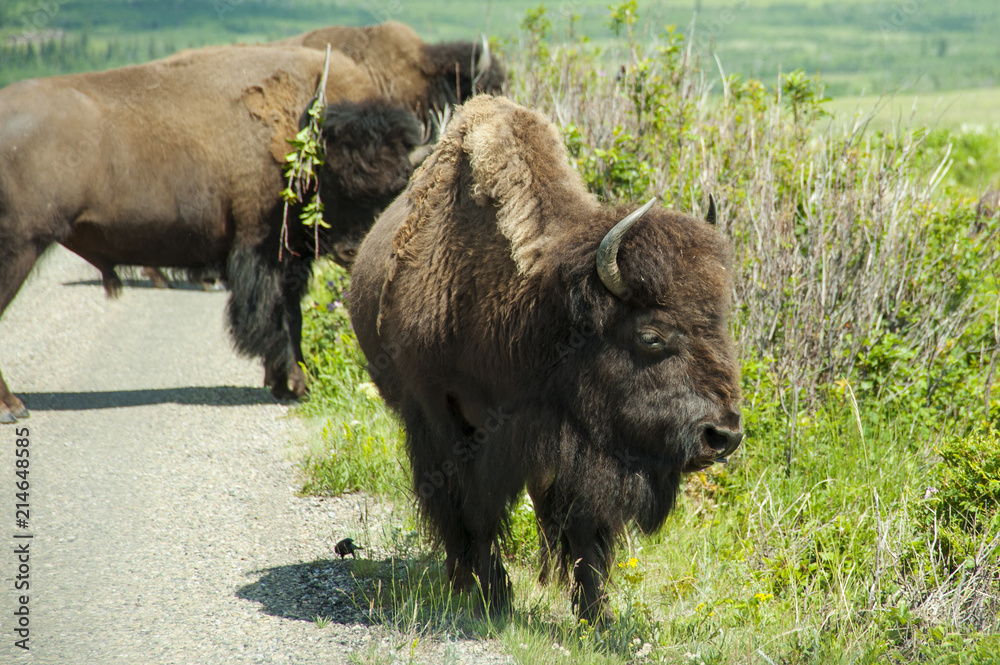 Bison Paddock, Waterton Lakes National Park, Alberta Bison Paddock, Waterton Lakes National Park, Alberta