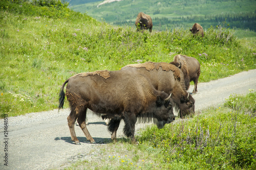 Bison Paddock  Waterton National Park  Alberta