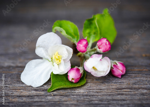 Apple flowers on old wooden background